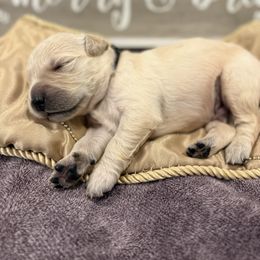 Black - Golden male Golden Retriever puppy in Salt Lake City, Utah from Soaring golden retrievers