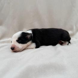 Female Black Tri IV - Tri-color female Border Collie puppy in Okeechobee, Florida from Cowtown Corgis & Border Collies