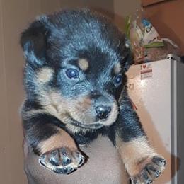 Rottweilers from Drayford Reed's Rottweilers