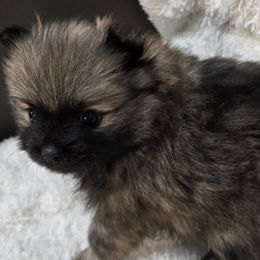Ezra - Pomeranian puppy from Lollipoppoms