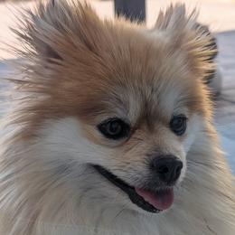 Pomeranian All Grown Up from TAMARA PLANIDA