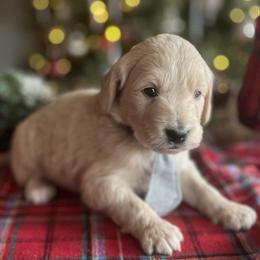 Cupid - Cream male Goldendoodle puppy in The Woodlands, Texas from Gracie's Goldendoodles and Bernedoodles