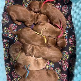 Yellow Female - Apricot female Goldendoodle puppy in Great Falls, Montana from Montana Goldendoodles