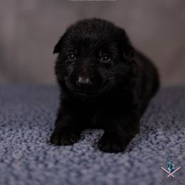 Agnar - Black German Shepherd puppy in Chestnut, Illinois from Kriegerseele
