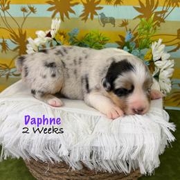 Daphne - Blue merle female Australian Shepherd puppy in El Dorado Springs, Missouri from OR Aussies