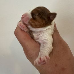 Winnie - Parti female Yorkshire Terrier puppy in Rochester, New York from Tnt Yorkies and Cosmic corgis