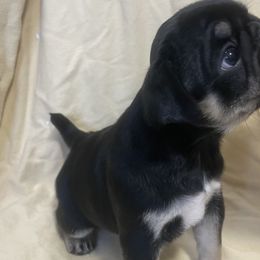 I’m Your Huckleberry - Black Pug puppy in Chehalis, Washington from Gatekeeper Pugs