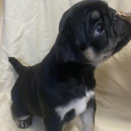I’m Your Huckleberry - Black Pug puppy in Chehalis, Washington from Gatekeeper Pugs