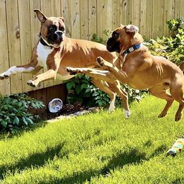 Boxer Puppies from Von Royal Dell’Infinite