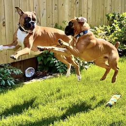 Boxer Puppies from Von Royal Dell’Infinite
