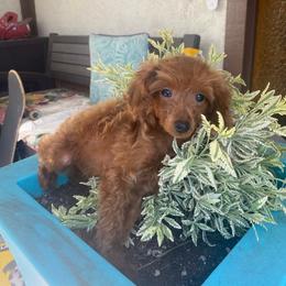 Merlot - Red  Poodle puppy in El Sobrante, California from Mckendra's Legacy