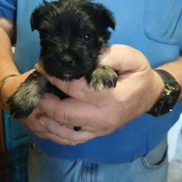 Eddy - Black and silver male Miniature Schnauzer puppy in Burna, Kentucky from Sky & Ivy Farms