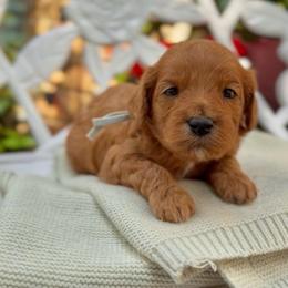 Truffle - Red male Cavapoo puppy in Arlington, Texas from Van Haselen Poodles and Doodles