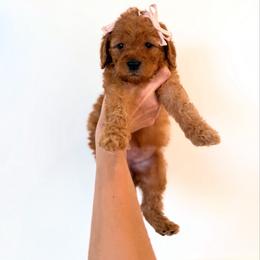 REMI - Apricot female Goldendoodle puppy in Independence, Oregon from ANKENY DOODLES