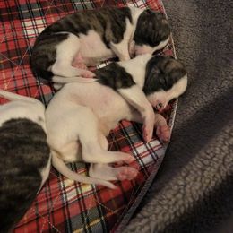 Whippet Puppies from Rose Acre Whippets