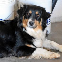 Piper - Australian Shepherd