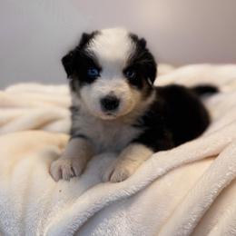 Nora - Black tri-color female Australian Shepherd puppy in Polk City, Florida from Skaky Shepherds