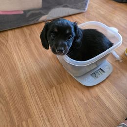 White paw - Black and cream female Dachshund puppy in Otto, North Carolina from Windy Ridge Dachshunds