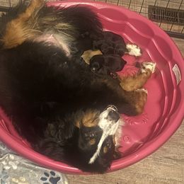 Female puppy - female Golden Mountain Dog puppy in Fowlerville, Michigan from Spraggins Sweet Acres