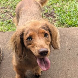 Dachshunds from Michael Remen