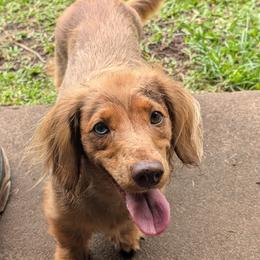 Dachshunds from Michael Remen
