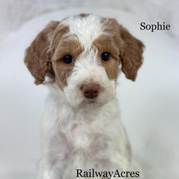 Sophie - Parti female Goldendoodle puppy in Milford, Indiana from Railway Acres Kennel