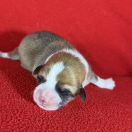 The Garden Litter - Lilac - Red female Pembroke Welsh Corgi puppy in Victoria, Texas from Clear Creek Corgis