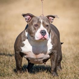 Betty - American Bully