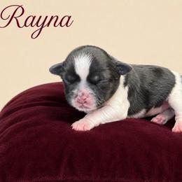 Rayna - Black and white female Shih Tzu puppy in Abilene, Texas from L&L Euro Boxers and Small Town Shih Tzus