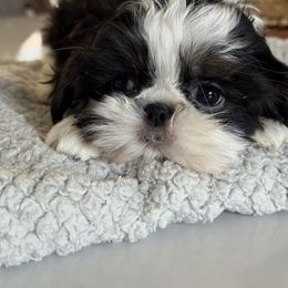 Piper - Black and white female Shih Tzu puppy in Rockville Centre, New York from Magnolia Tzus