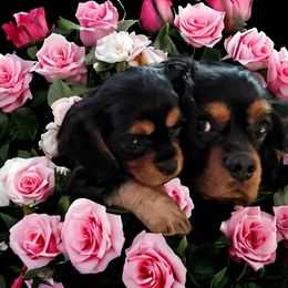 Cavalier King Charles Spaniel puppies from Moon Dream Cavaliers