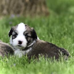 Pembroke Welsh Corgi Puppies from Cosmere Corgis