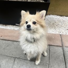 Rexy - Pomeranian