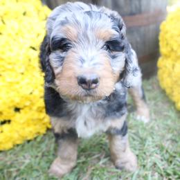 Mocha - female Bernese Mountain Dog puppy in Middlesex, North Carolina from Willow Springs Doodles & Berners