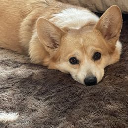 Maltipoo and Pembroke Welsh Corgi All Grown Up from Eclipseann