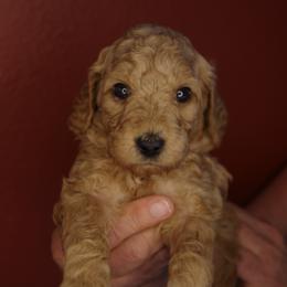 Biscotti (Red collar) - Red  female Goldendoodle puppy in Seattle, Washington from Dream Lake Doodles