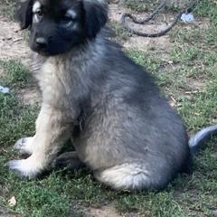 Sarplaninac Puppies from Sarplaninac in the USA