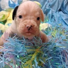 Boy 5 - White male Boxer puppy in Pikeville, Kentucky from Boxers of Whispered Wishes