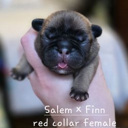 Red collar female - Fawn female French Bulldog puppy in Hamler, Ohio from Smith's Small Town Frenchies