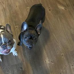 French Bulldogs from Jen Haney