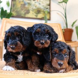Aussiedoodle puppies from Sage & Paws Puppy co.