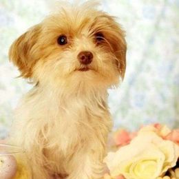 PrimRose - Yorkshire Terrier