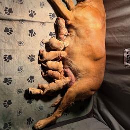 Male 1 - Yellow male Labrador Retriever puppy in Quinlan, Texas from Wright Way Retrievers