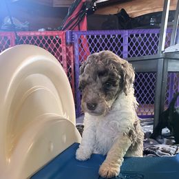 Girl 2 - female Aussiedoodle puppy in Springfield, Missouri from Doodle Dandy Bernedoodles & Aussiedoodles
