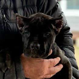 Yellow - Black brindle female Cane Corso puppy in Paris, Texas from Knucklehead Cane Corso