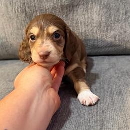 John B - Chocolate and cream male Dachshund puppy in Stamford, Texas from West Texas Miniature Dachshunds