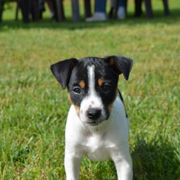 Rat Terrier Puppies from RaganRat Terriers