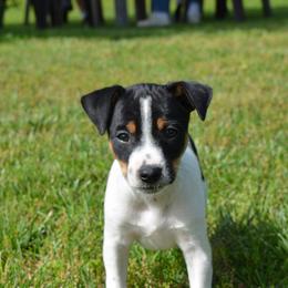 Rat Terrier Puppies from RaganRat Terriers