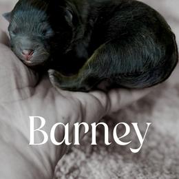 Barney - Black and tan male Pomeranian puppy in Willis, Texas from Treasured Jewels Pomeranians