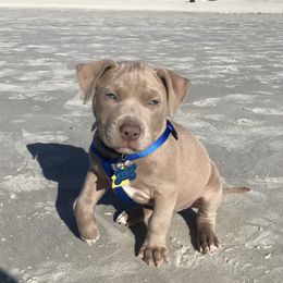 American Bully Puppies from South Georgia Pitbull & Bully Kennel